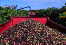 “BDMG” ABRE CRÉDITO DE R$ 255 MILHÕES PARA FINANCIAMENTO DA SAFRA 2019/2020 DO CAFÉ.